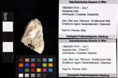 Foto (Objket + Etiketten) von Goniodromites sp. 